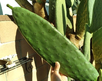 Oblong PAD of Opuntia 'Burbank' Spineless Nopal Hybrid Prickly Cactus over 12" Cutting