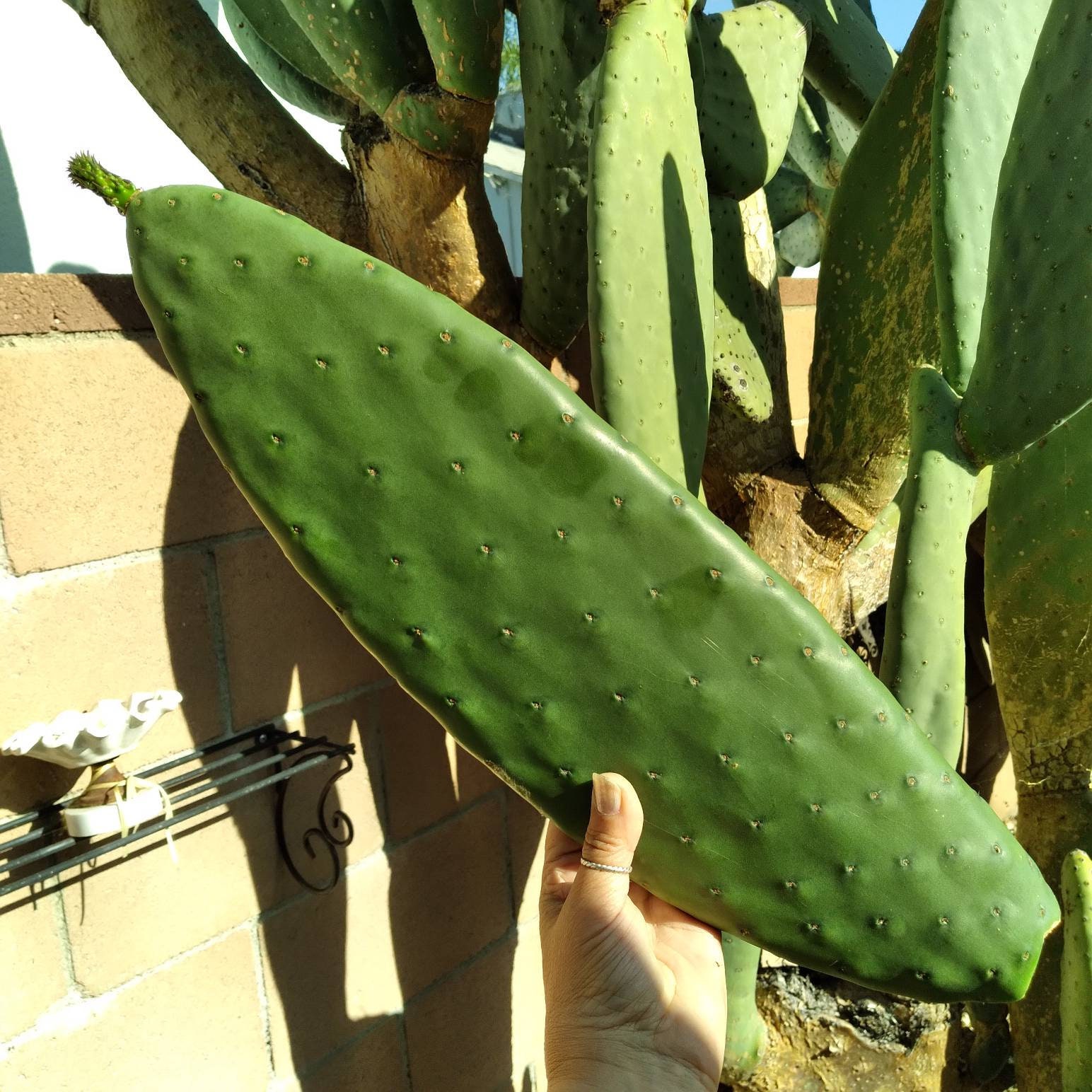 Oblong PAD of Opuntia 'burbank' Spineless Nopal Hybrid