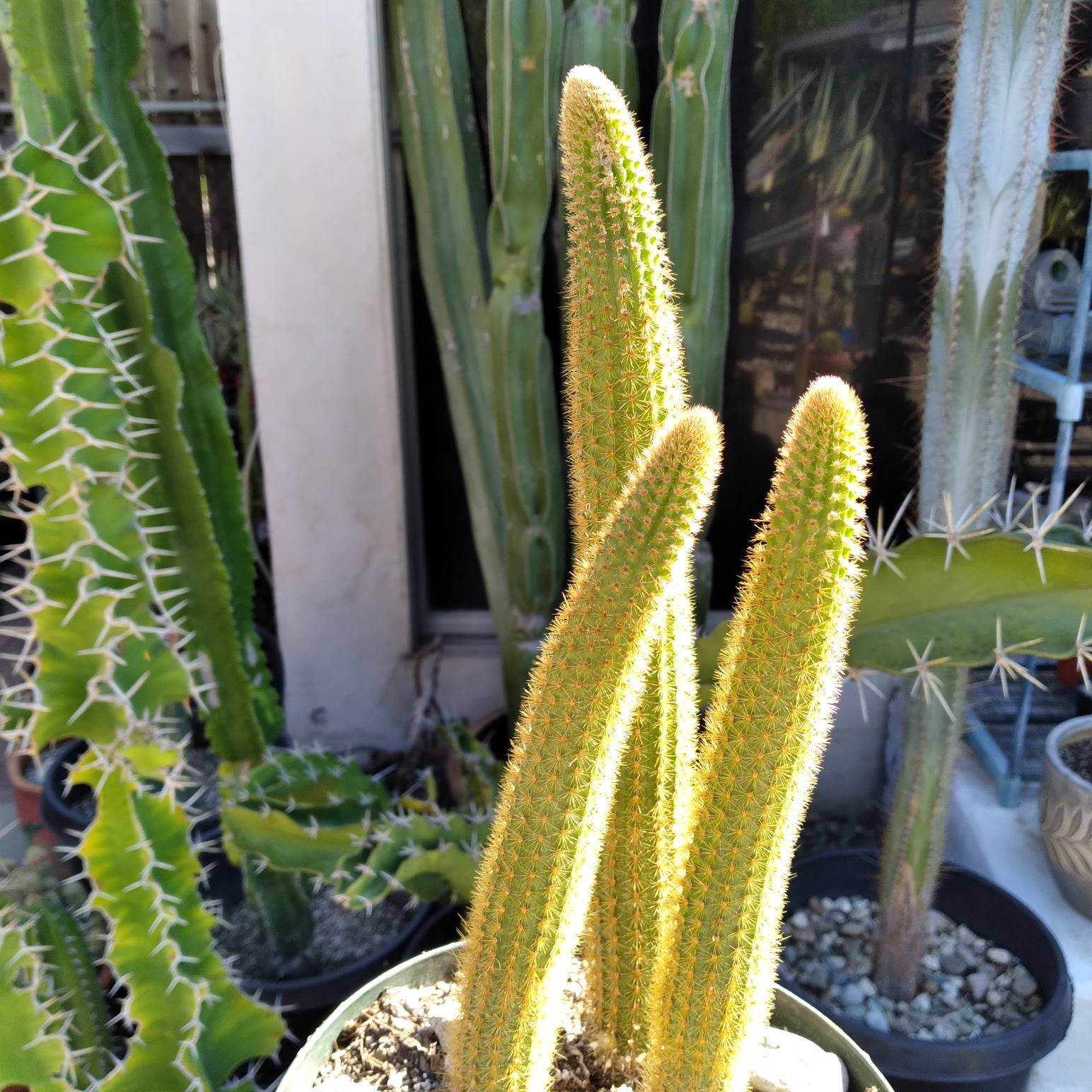 Home & Living Plants Super Cute mini Set of 2 GOLDEN RAT Tails ...