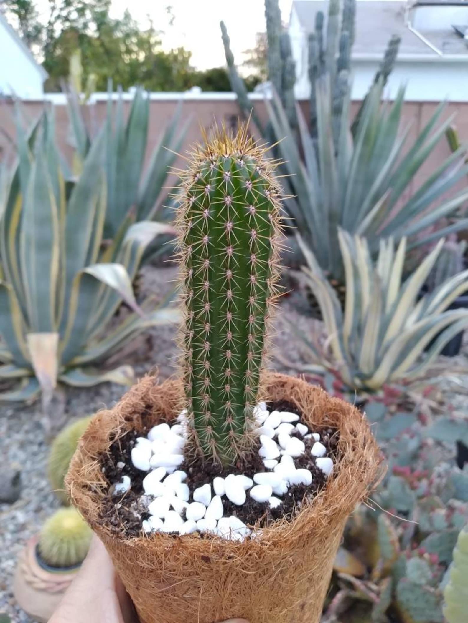 Fun GOLDEN TORCH 5 Echinopsis Spachiana Torch Cactus | Etsy