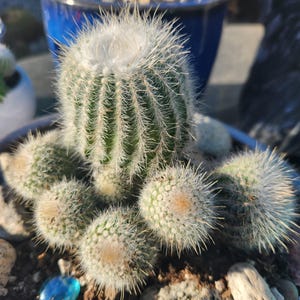 May include: A cluster of small, round green cacti featuring dense, sharp white spines. The central cactus is taller than the surrounding smaller, spherical cacti. The soil surface is decorated with smooth light-colored stones and a single blue glass bead.