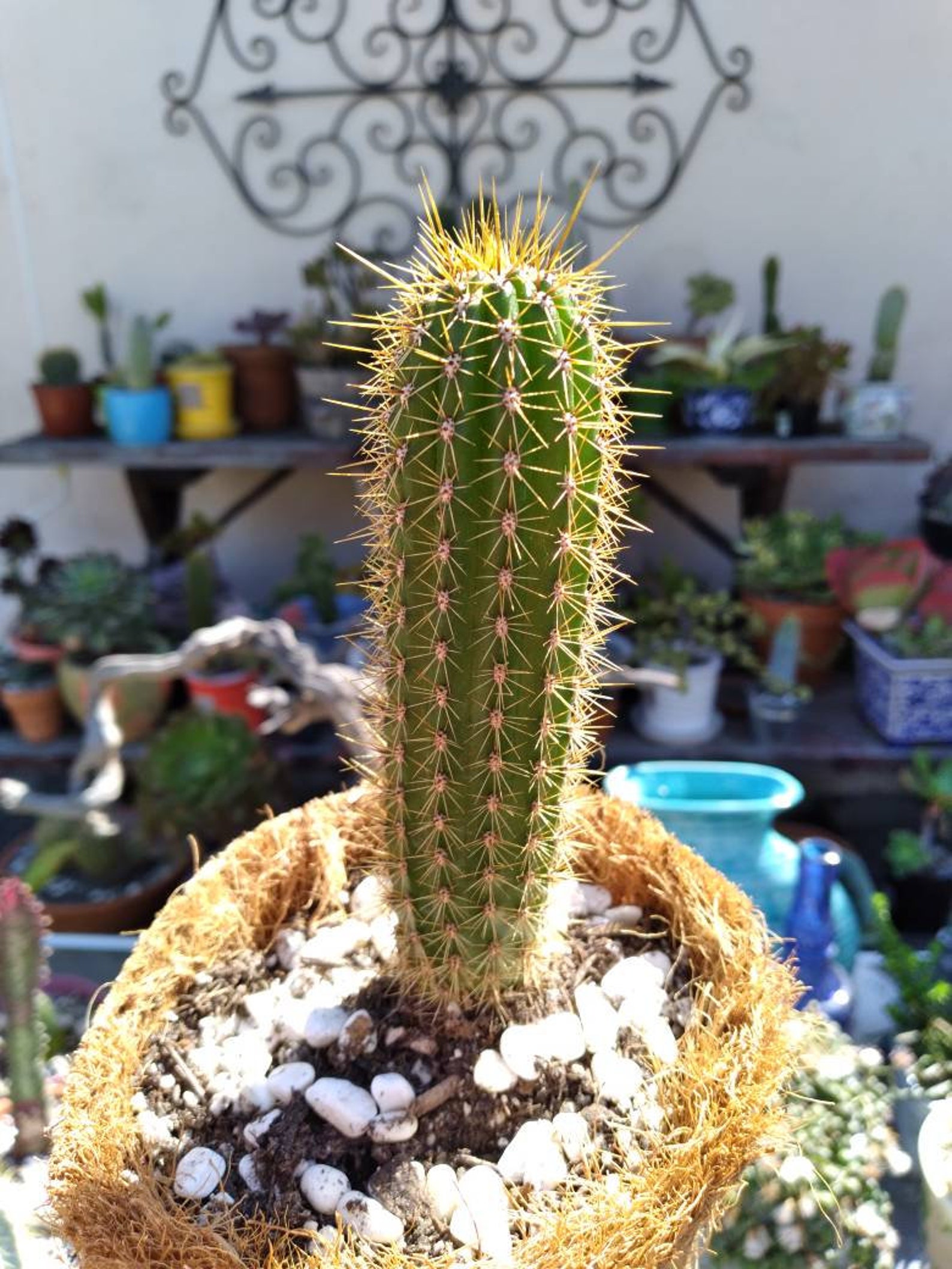 Fun GOLDEN TORCH 5 Echinopsis Spachiana Torch Cactus | Etsy