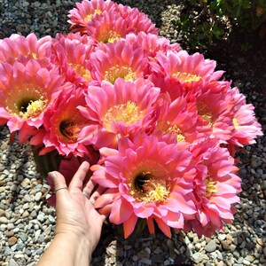 Puede incluir: Un grupo de flores de cactus de color rosa vibrante en plena floración, con numerosos pétalos delicados y centros de color amarillo brillante. Las flores están densamente agrupadas y muestran un degradado de tonos rosas.