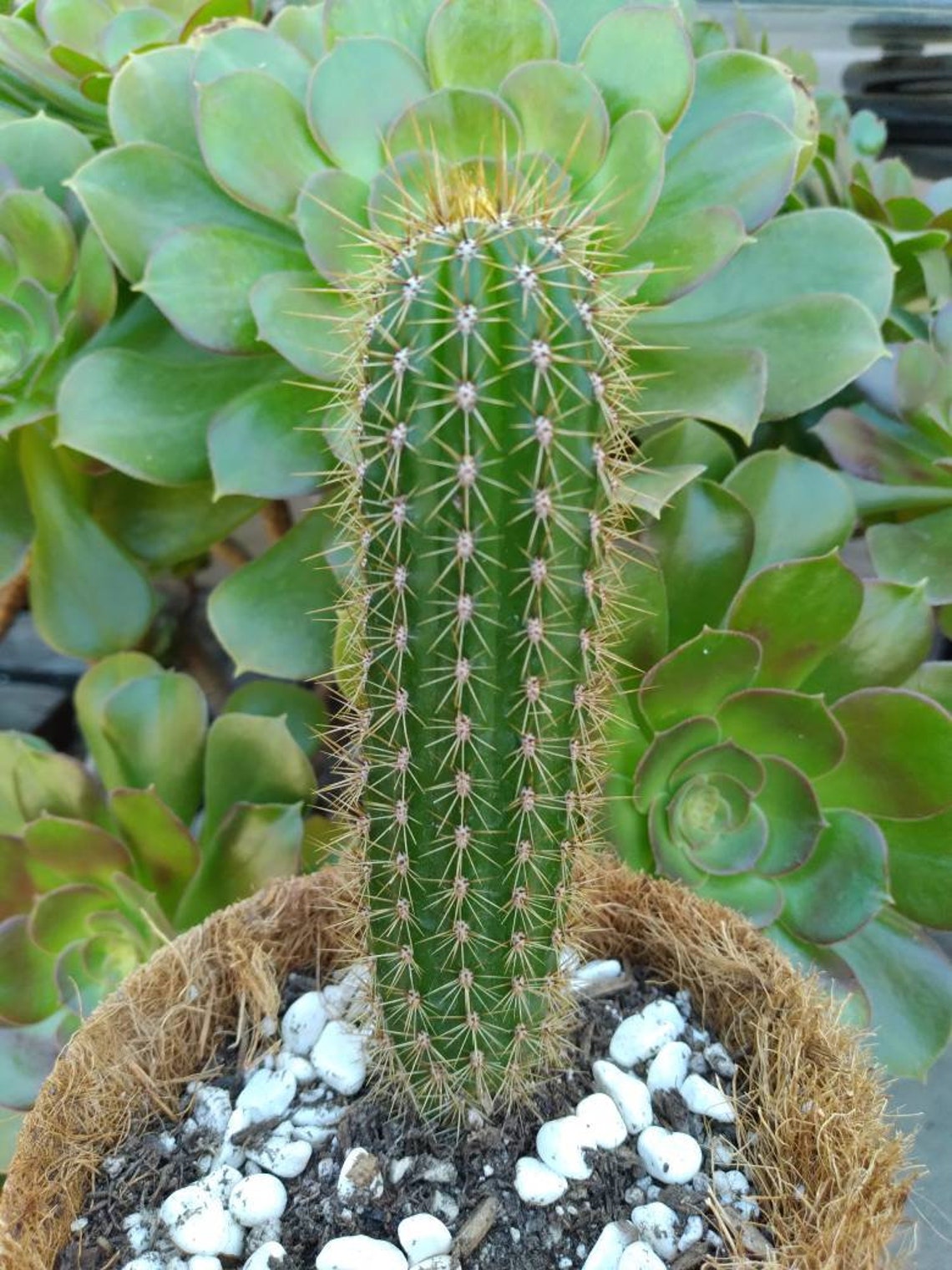 Fun GOLDEN TORCH 5 Echinopsis Spachiana Torch Cactus | Etsy