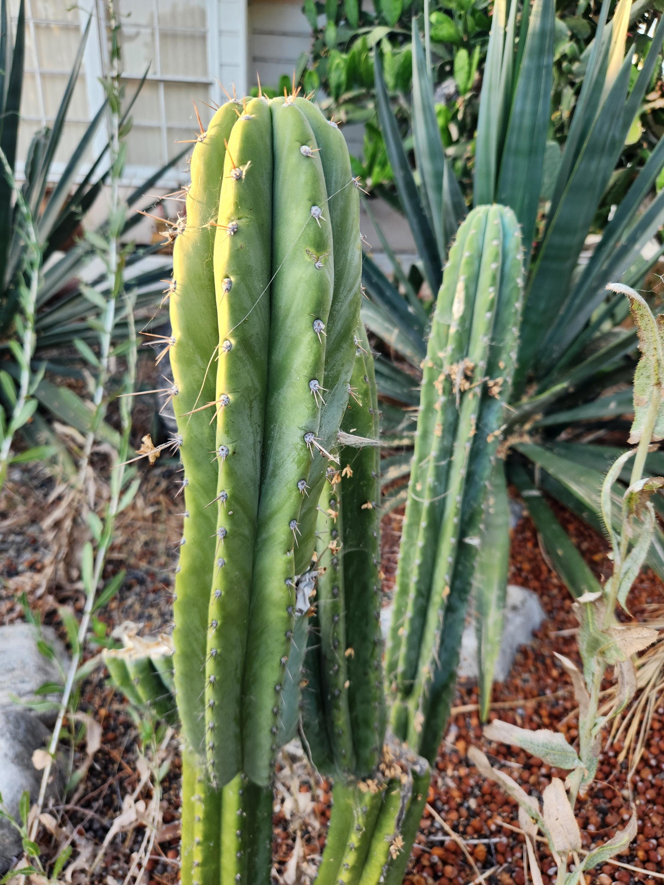 San pedro cactus plant - Etsy 日本