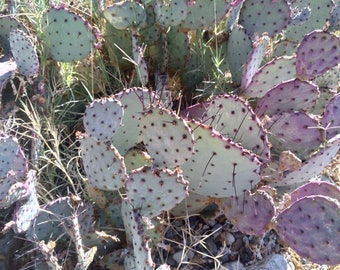 PURPLE Santa Rita Opuntia Bunny Ears Cactus Plant