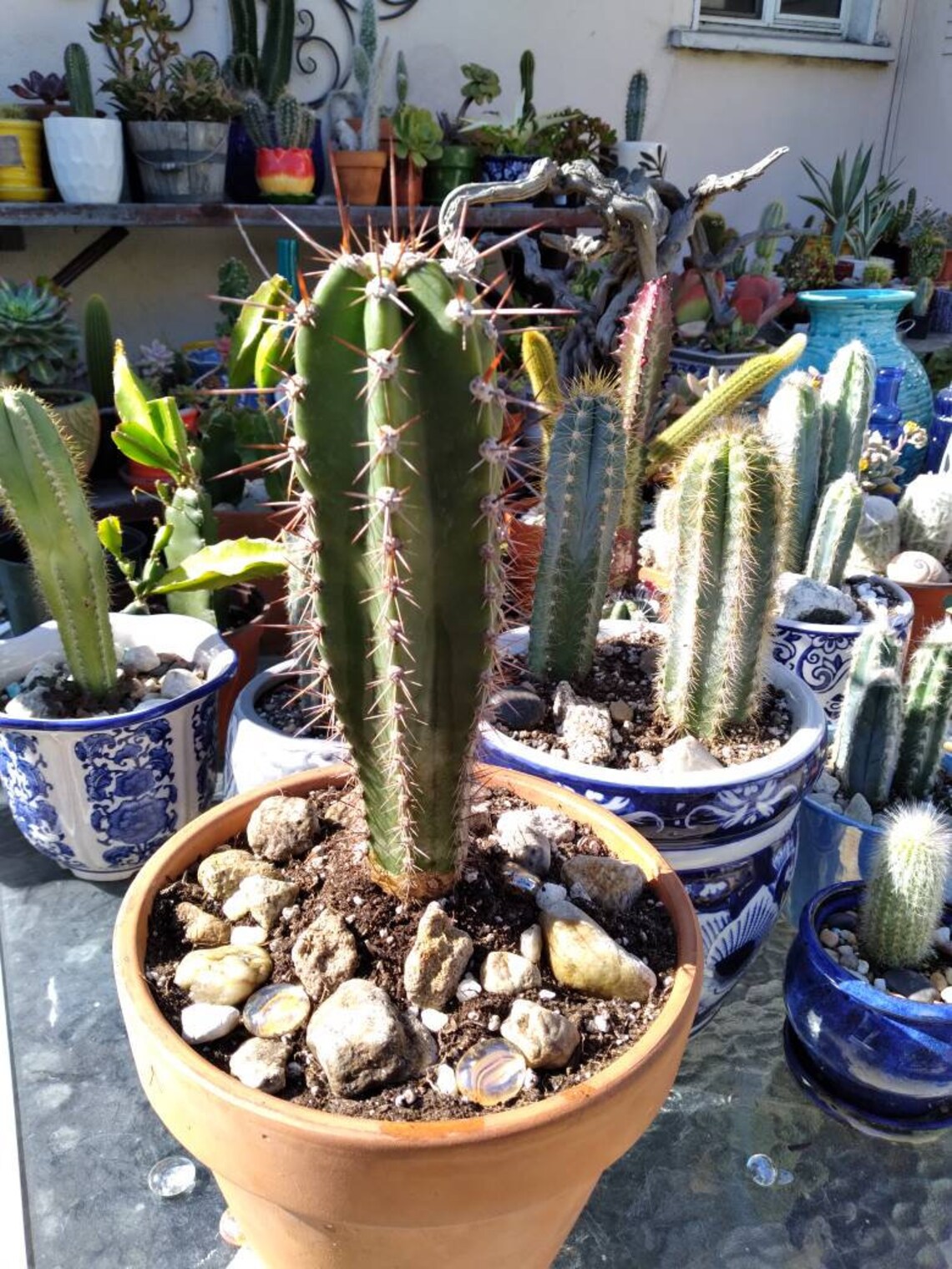 HUGE Peruvian BASEBALL BAT Long Thorns 10 Cactus | Etsy