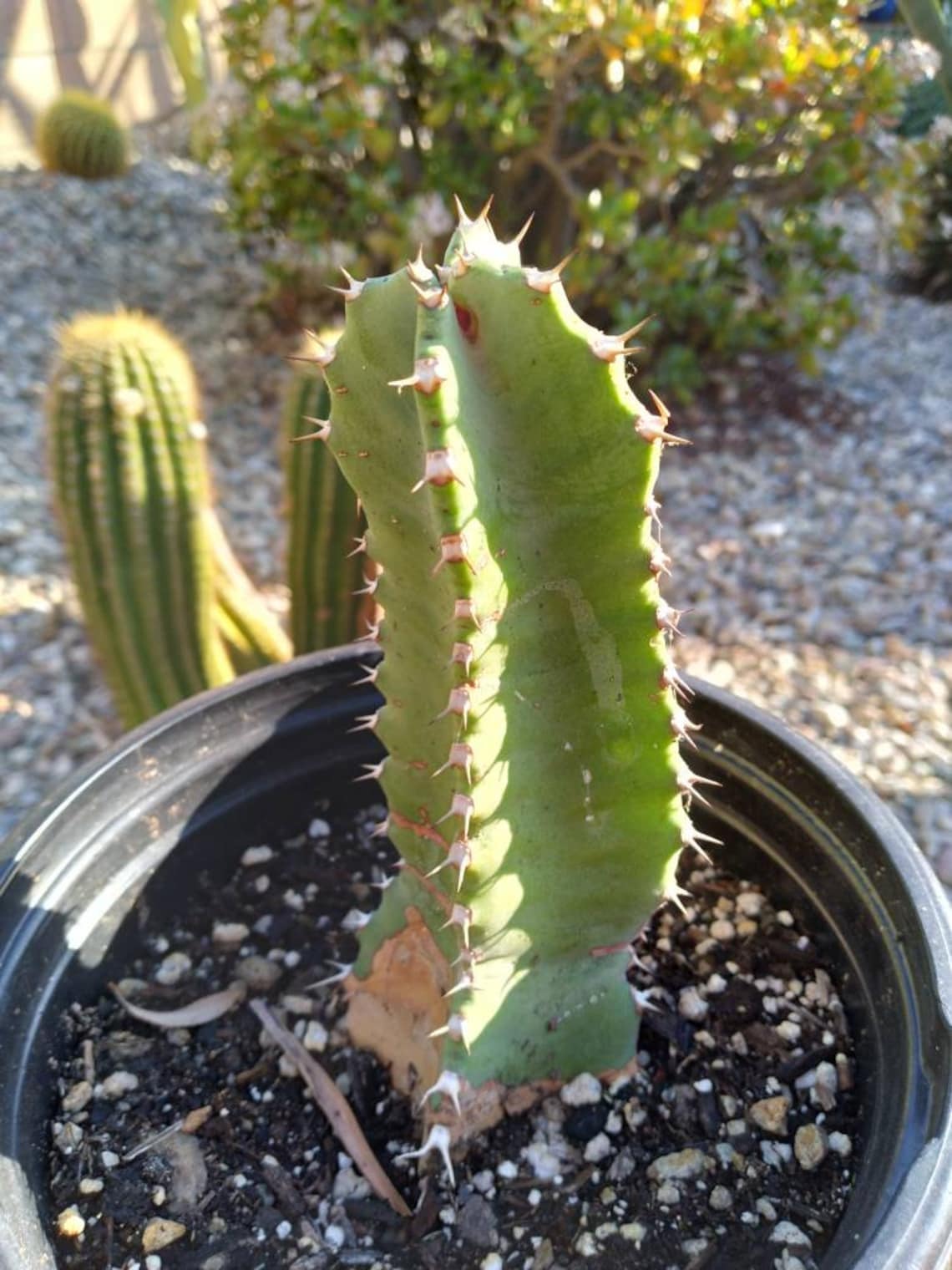 Moroccan Mound Milky Torch Cactus | Etsy