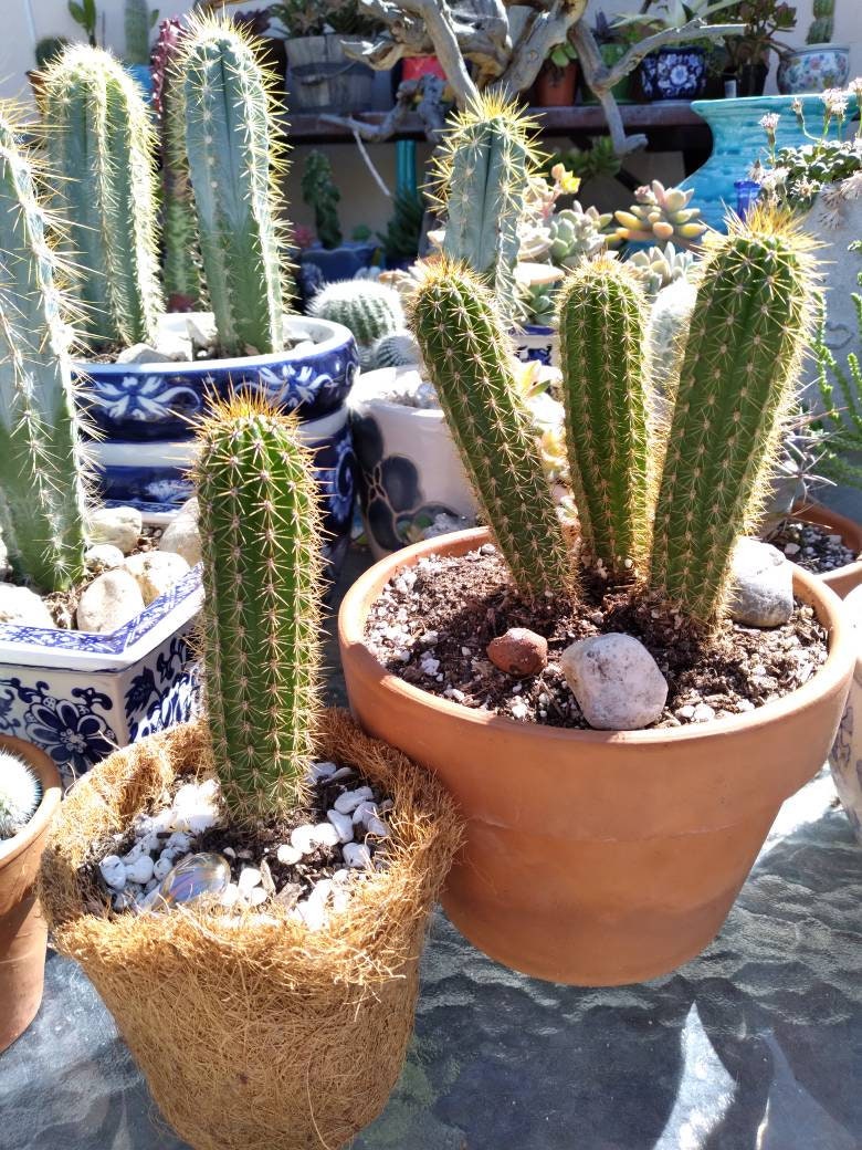 Fun GOLDEN TORCH 5 Echinopsis Spachiana Torch Cactus | Etsy