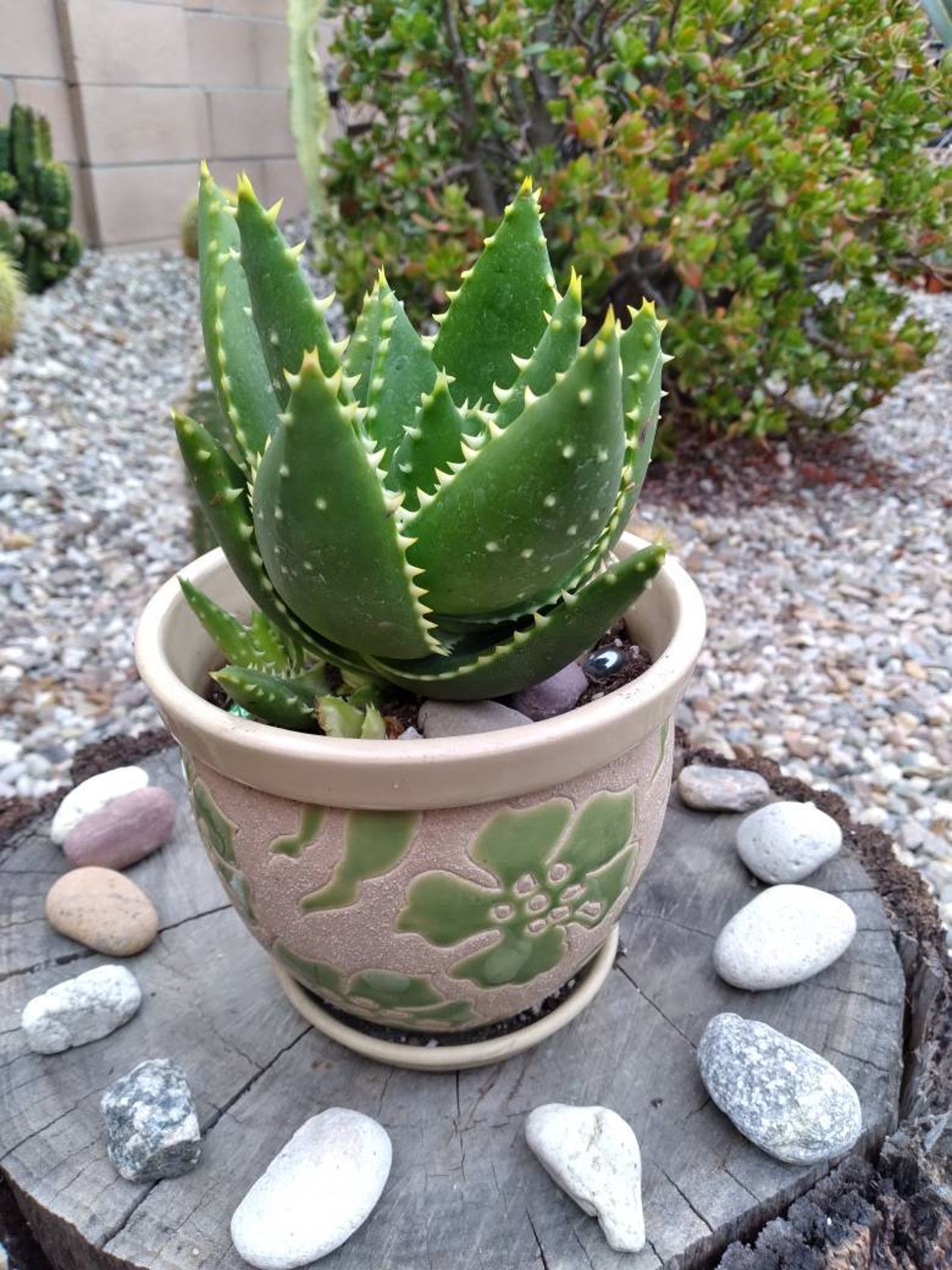 Shark Tooth Cactus Flower