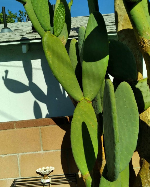 Nala ナラ　Cactus all in one Nala ナラ Cactus all in one Sサイズ NEW ARRIVALS - SUKALA