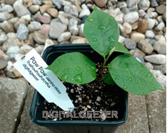 May include: A small green Paw Paw plant in a black plastic pot with a white label that reads "Paw Paw asimina triloba digitalgeezer".