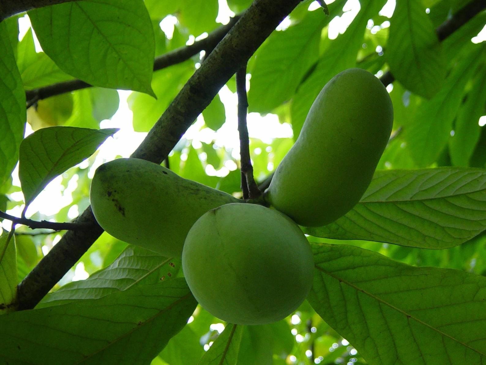 24 Fresh Paw Paw Fruit Tree Seeds Pawpaw the Indiana Banana new Crop
