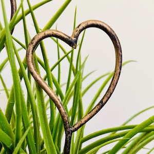 Può includere: Primo piano di un tutore per piante in metallo a forma di cuore con finitura marrone rustica, inserito in un vaso di piante verdi simili all'erba.