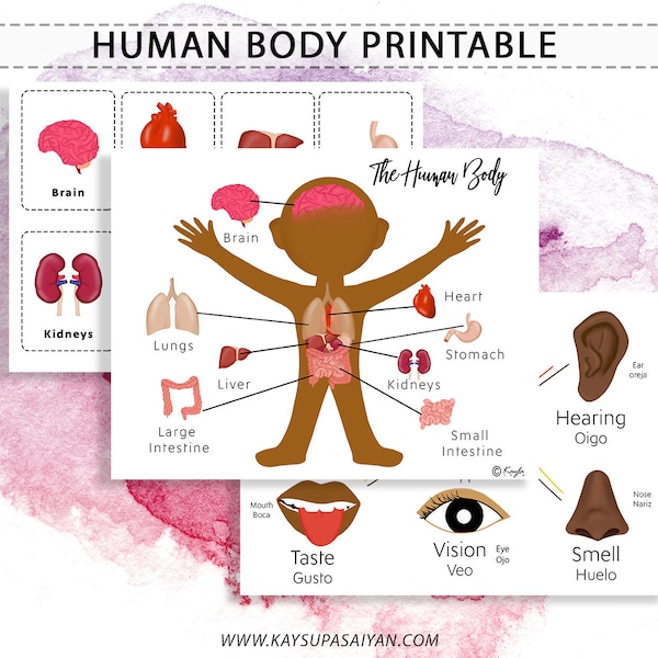 Human Body Printable Package, Flashcards, Digital Download, The Human Body, Anatomy, 5 senses flashcards,
