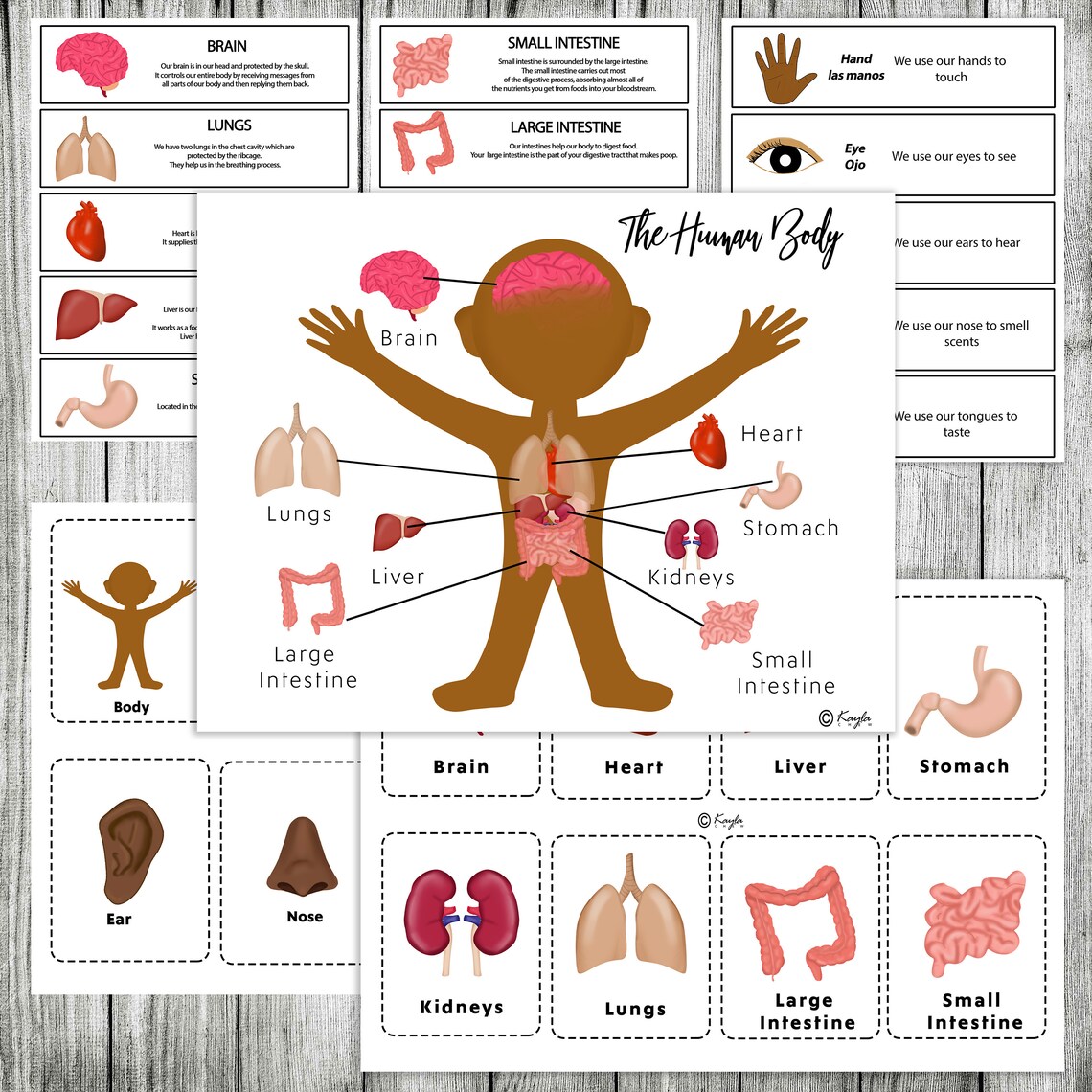 Human Body Printable Package Flashcards Digital Download Biology Diagrams