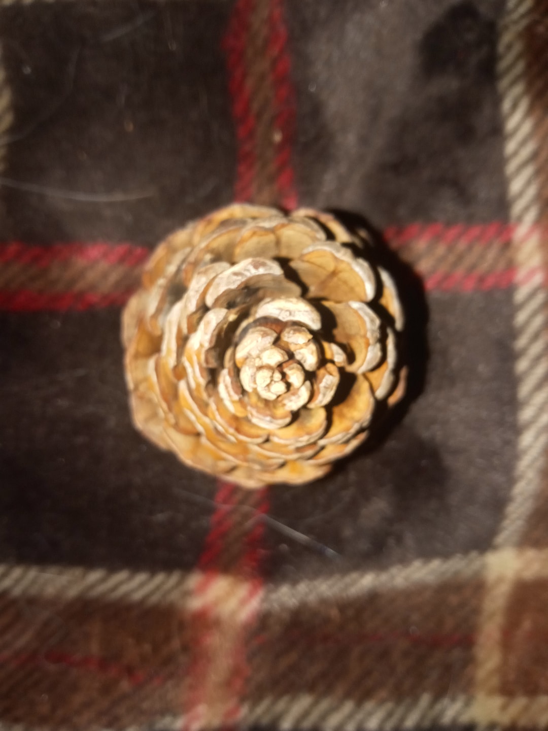 20 Jeffrey Pine Cones ..ready for Crafts Etsy