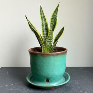 May include: A snake plant with variegated green and yellow leaves potted in a round, teal-colored ceramic planter. The planter features a dark brown rim, a matching saucer base, and a small circular drainage hole near the bottom of the pot.