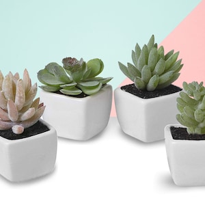 Set of 4, Mini Succulents, Fake Succulents, Mini Potted Succulents, fake plants, Artificial Wedding Flowers, fake flowers for wedding