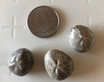 Fossilized Sea Urchin