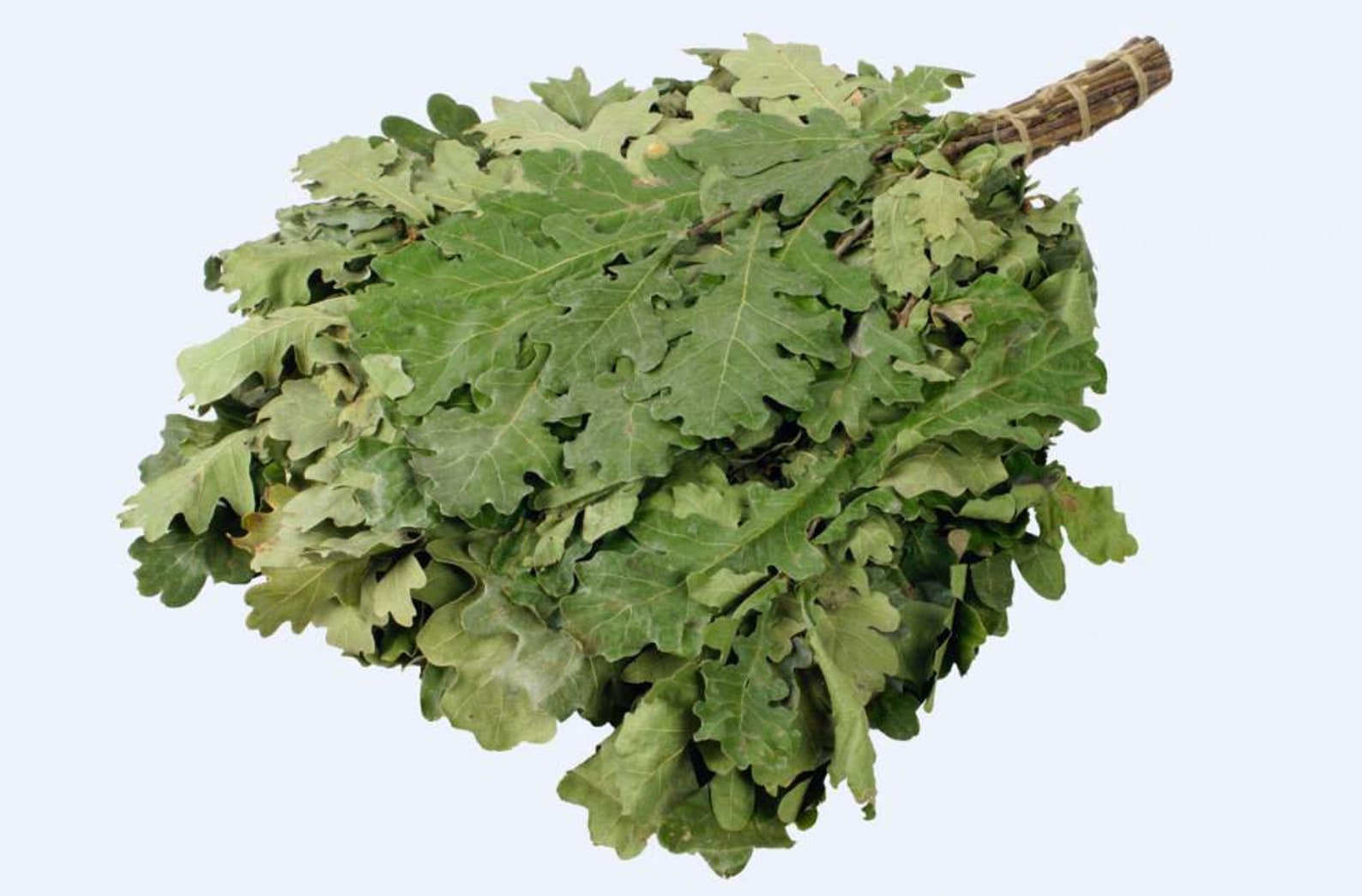 веник для бани. польза веников для бани. дубовый веник. веник банный "дуб с донником". дубовый веник для бани польза.