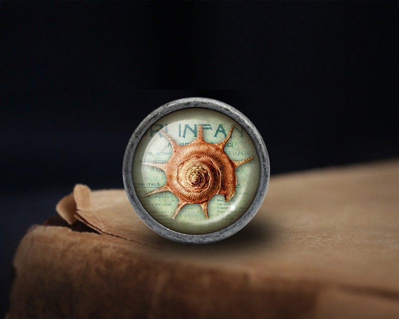 Peut inclure: Un bouton argent&eacute; avec un insert en verre repr&eacute;sentant une illustration vintage d'une coquille sur fond vert. Le texte "INFAN" est visible sur l'insert en verre.