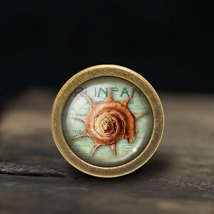 Peut inclure: Un bouton en laiton avec un insert en verre repr&eacute;sentant une illustration vintage d'une coquille. La coquille est brune et blanche avec une illustration d&eacute;taill&eacute;e de l'int&eacute;rieur de la coquille.