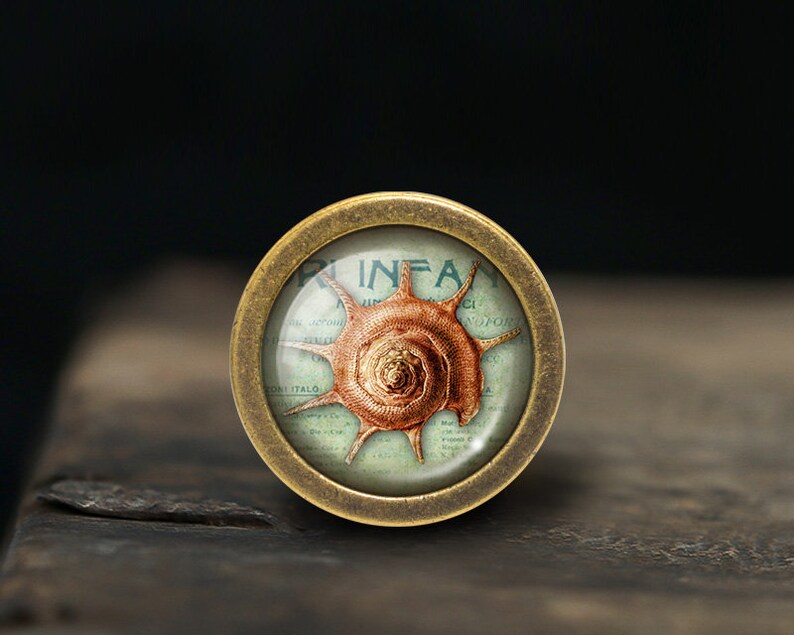 Peut inclure: Un bouton en laiton avec un insert en verre repr&eacute;sentant une illustration vintage d'une coquille. La coquille est brune et blanche avec une illustration d&eacute;taill&eacute;e de l'int&eacute;rieur de la coquille.