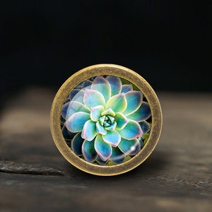 May include: A round, brass-coloured pendant with a glass dome featuring a close-up image of a blue and green succulent plant.