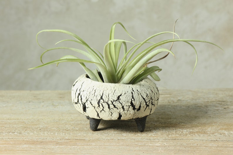 Organic pot
