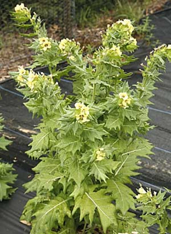 field poppy plants Breadseed Poppy Black Beauty – Floret Library
