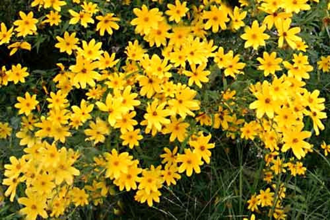Tickseed Sunflower Seeds bidens Aristosa / Bidens Polylepis Organic Etsy