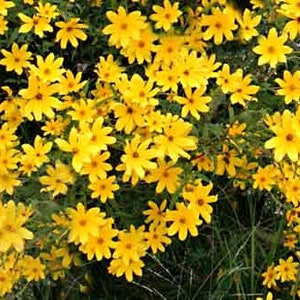 May include: A field of bright yellow wildflowers in full bloom. The flowers have multiple petals and are clustered together, creating a vibrant and colorful display.