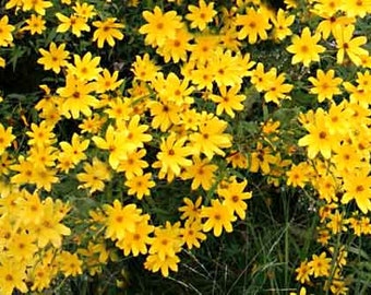 Tickseed Sunflower  Seeds (Bidens aristosa / Bidens polylepis) Organic