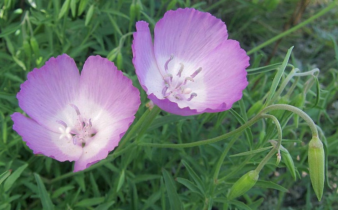 Godetia 'punch Bowl' clarkia Bottae Organic Seeds Etsy