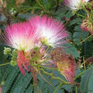 Mimosa tree Seeds (Albizia julibrissin) Organic
