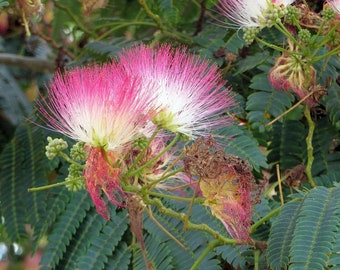 Mimosa tree Seeds (Albizia julibrissin) Organic