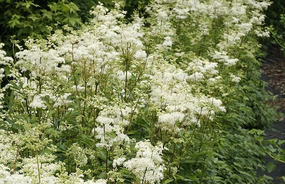 ligustrum atrovirens Schwarzgrüner Liguster – Ligustrum vulgare 'Atrovirens' – Heinis Baumschulen main image 0