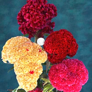 Cockscomb Kurume Seeds (Celosia cristata) Organic