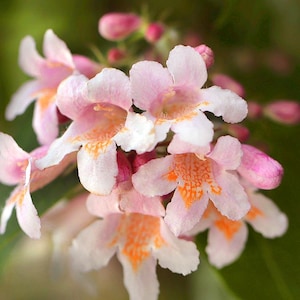 Organic Beauty Bush / Beautybush Seeds (Kolkwitzia amabilis)