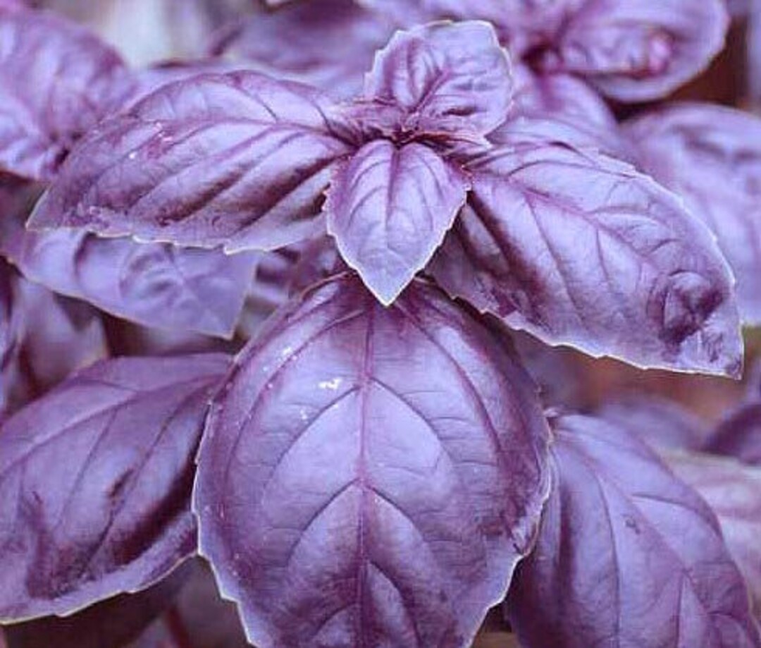 Crimson King Basil ocimum Basilicum crimson Organic Etsy