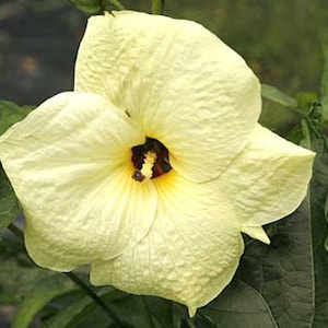 Hibiscus Manihot (Abelmoschus manihot) Seeds Organic