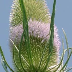 Teasel - Fuller&#39;s - Seeds (Dipsacus sativus) organic