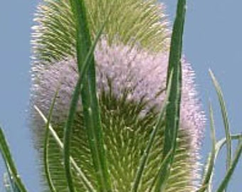 Teasel - Fuller's - Seeds (Dipsacus sativus) organic