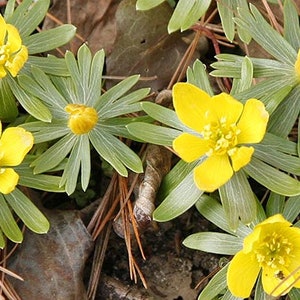 Graines daconite dhiver Eranthis hyemalis image 1