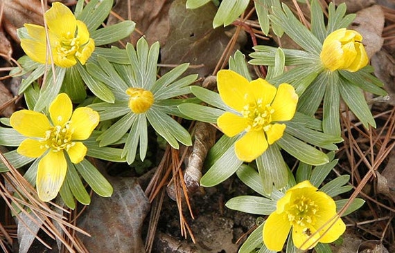 Winter Aconite (Eranthis hyemalis) Seeds