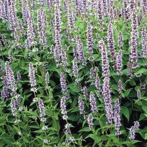 Anise Hyssop seeds (Agastache foeniculum) Organic