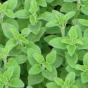 Oregano - Greek, seeds (Origanum heracleoticum) Organic