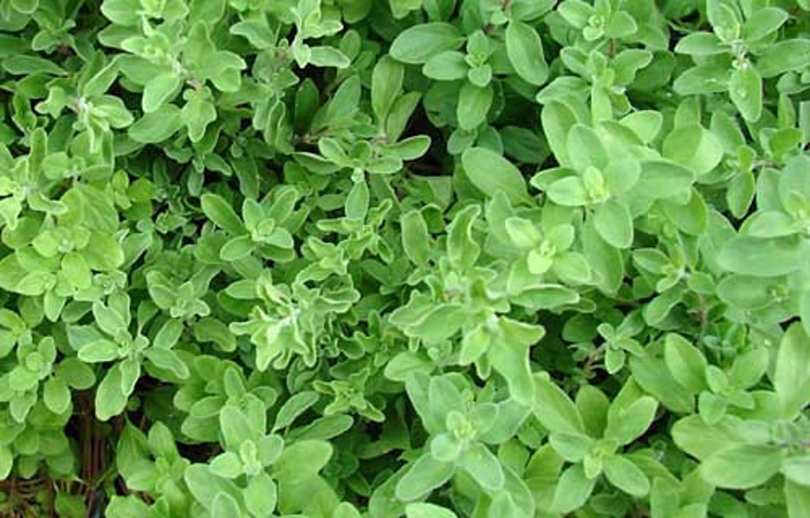 Marjoram seeds Origanum majorana Organic Etsy
