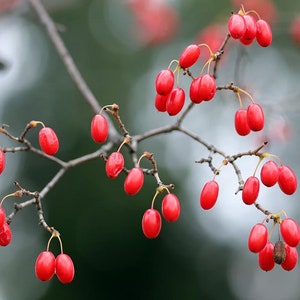 Flowering Dogwood seeds Cornus Florida Organic image 5